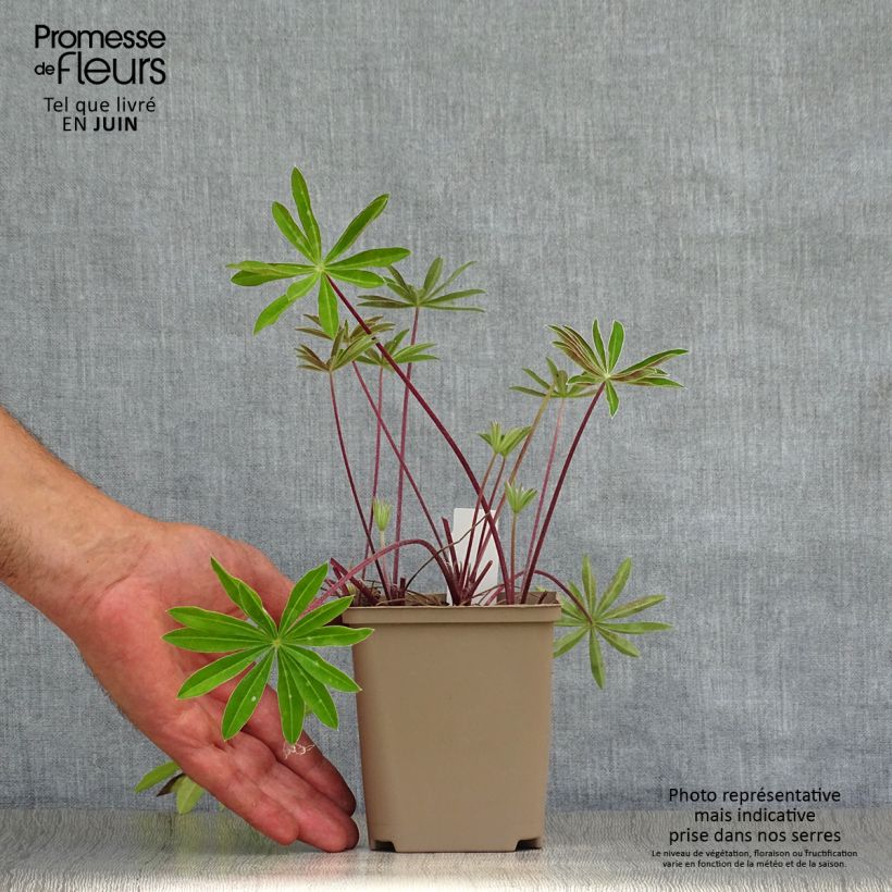 Exemplaar van Lupine West Country Red Rum - Lupine Pot van 10 cm/11 cm zoals geleverd in de zomer