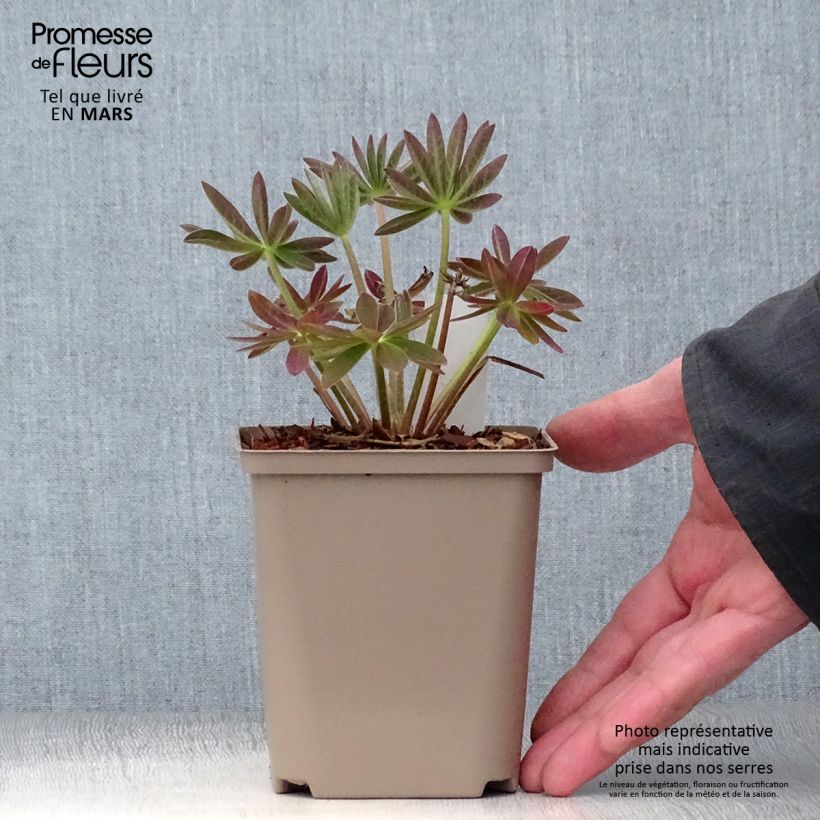 Exemplaar van Lupine West Country Salmon Star - Lupine Pot van 10 cm/11 cm zoals geleverd in de lente