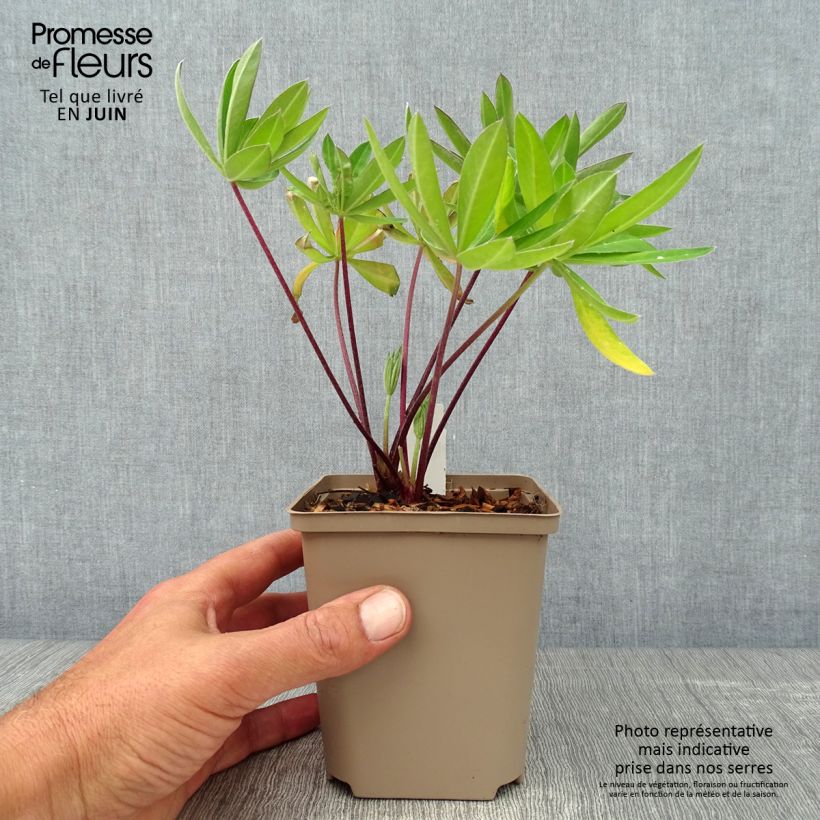 Exemplaar van Lupin West Country Tequila Flame - Lupine Pot van 10 cm/11 cm zoals geleverd in de zomer