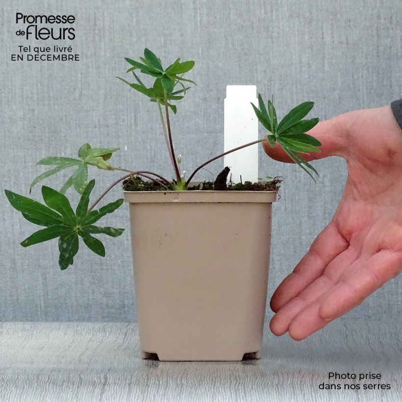 Example of Lupin West Country Tequila Flame rouge et jaune Pot van 10 cm/11 cm as you get in hiver