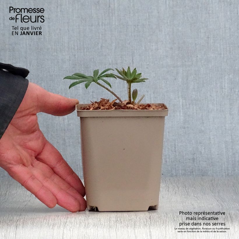 Example of Lupin West Country Terracotta Pot van 10 cm/11 cm as you get in hiver