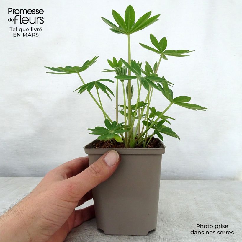 Exemplaar van Lupinus West Country Terracotta - Lupine Pot van 10 cm/11 cm zoals geleverd in de lente