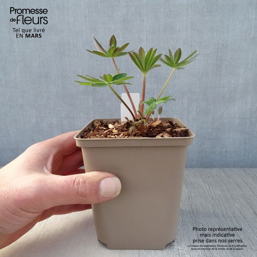 Exemplaar van Lupine West Country Towering Inferno - Lupine Pot van 10 cm/11 cm zoals geleverd in de lente