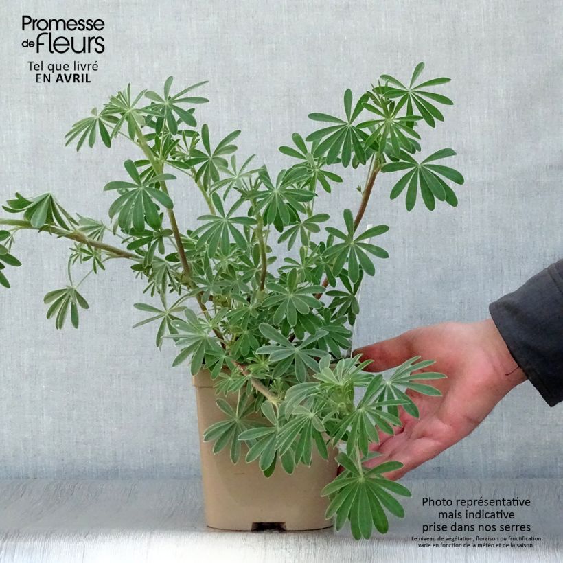 Example of Lupinus arboreus - Boomlupine Pot van 2 l/3 l as you get in printemps