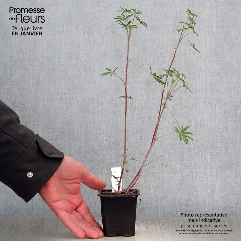 Example of Lupinus arboreus - Boomlupine Kweekpotje van 7/8 cm as you get in hiver