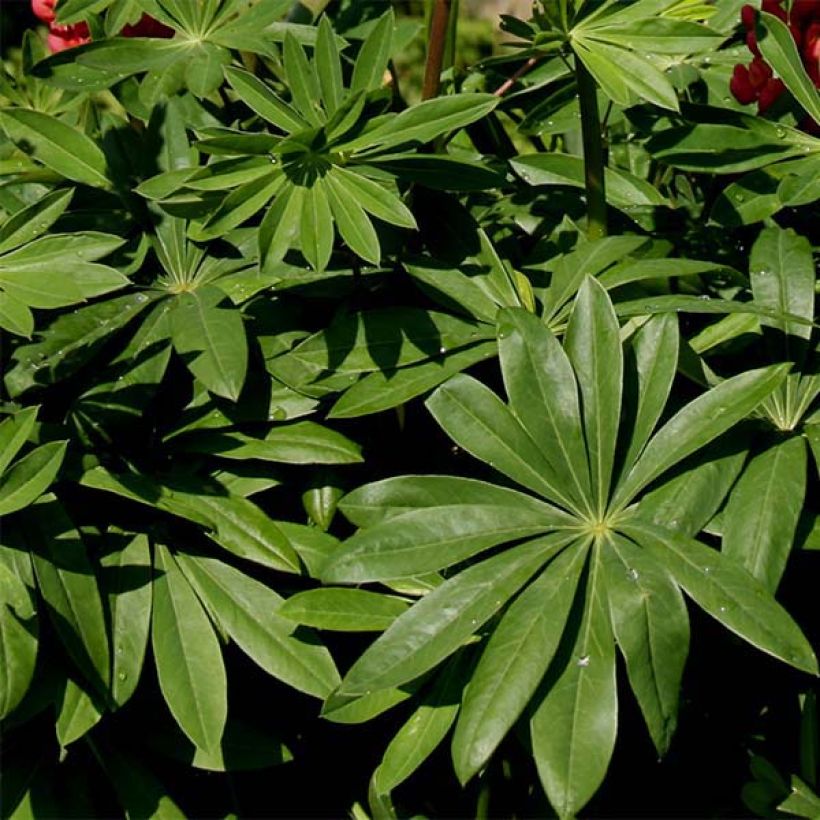 Lupinus Chandelier - Lupine (Foliage)