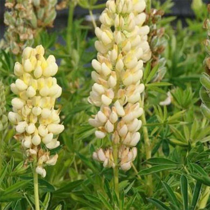Lupinus Chandelier - Lupine (Flowering)