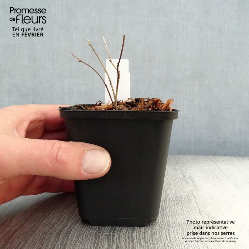 Example of Lupin indigo - Baptisia Purple Smoke Kweekpotje van 8/9 cm as you get in hiver