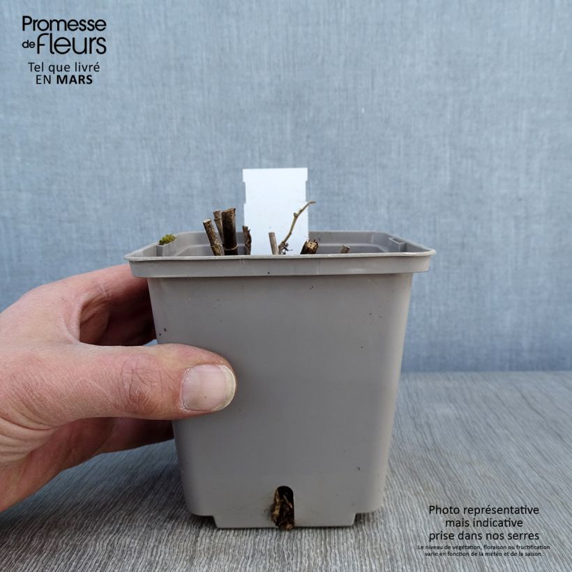 Example of Lupin indigo - Baptisia Purple Smoke Pot van 1 l/1,5 l as you get in hiver