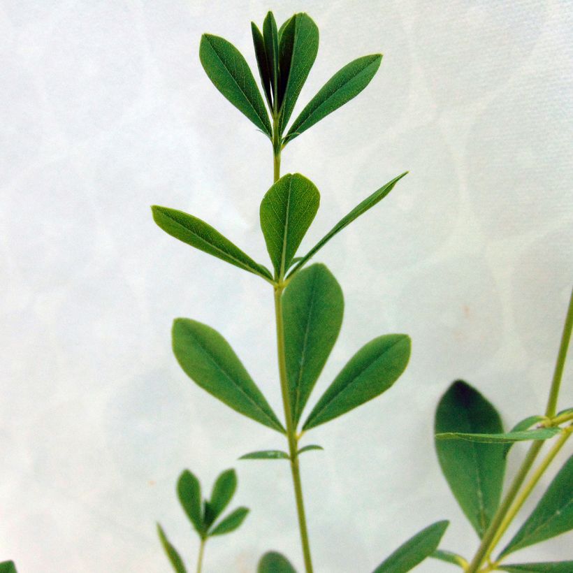 Baptisia australis Alba - Blauwe valse indigo (Foliage)