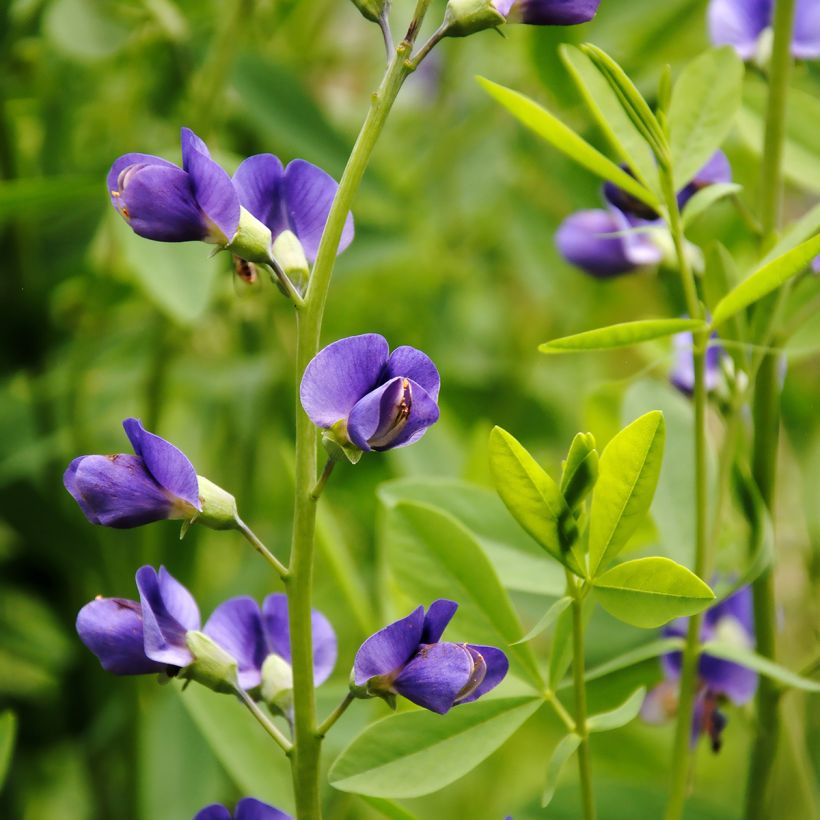 Baptisia australis - Blauwe valse indigo (Bloei)