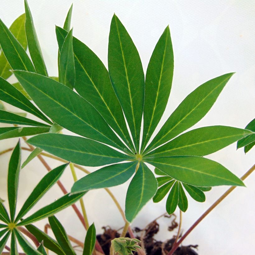 Lupine Gallery Rood - Lupine (Foliage)
