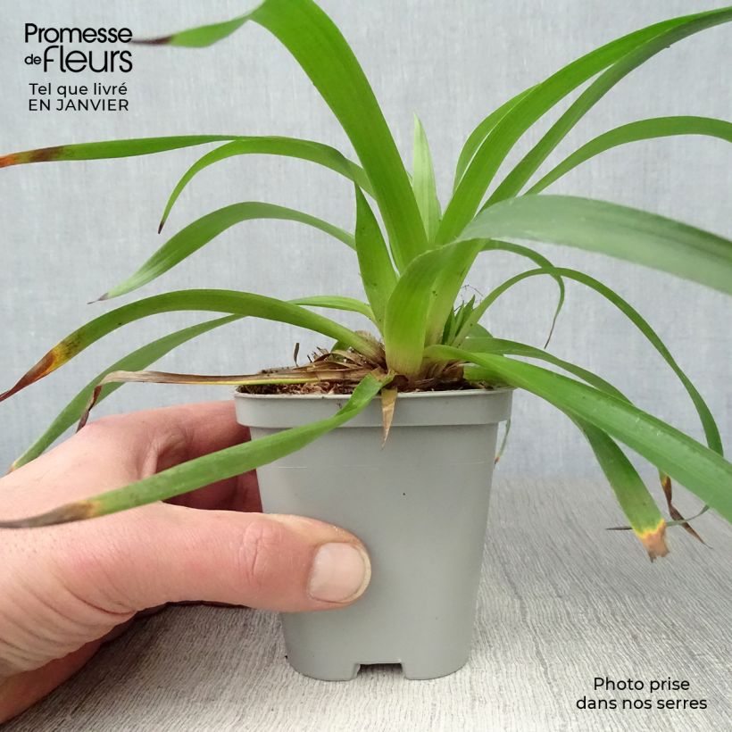 Example of Luzula sylvatica - Luzule des bois Kweekpotje van 8/9 cm as you get in hiver