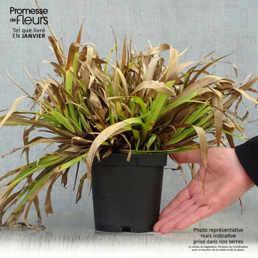 Example of Luzula sylvatica - Luzule des bois Pot van 2 l/3 l as you get in hiver