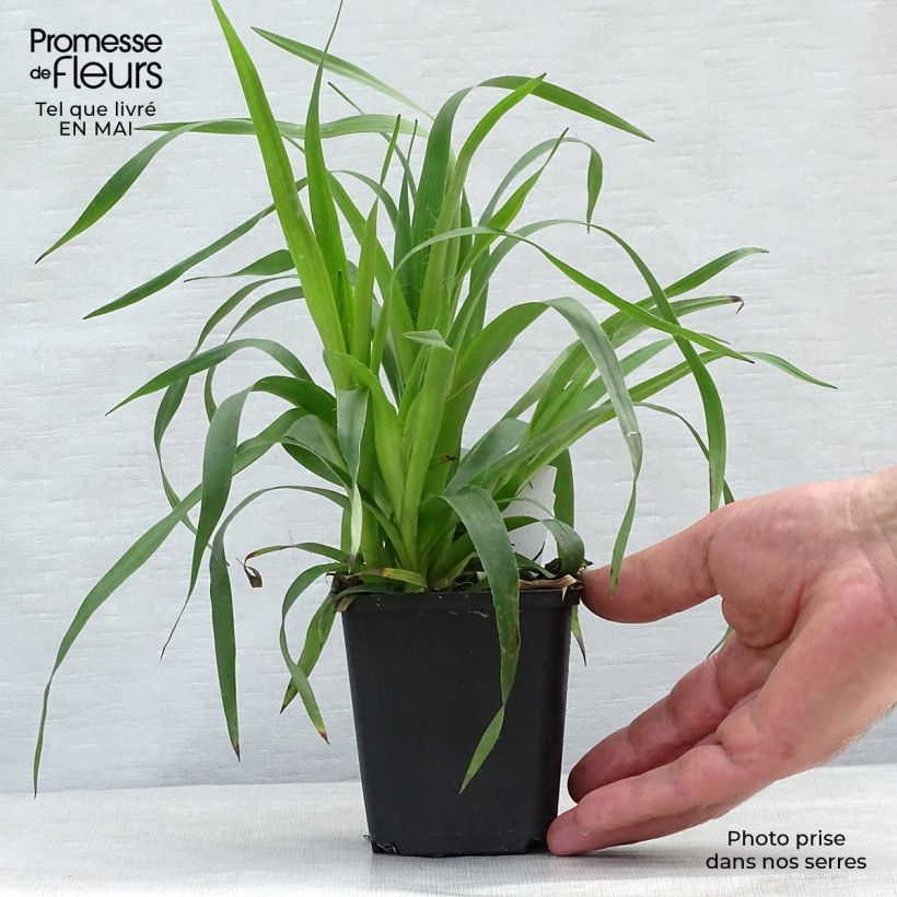 Exemplaar van Luzula sylvatica - Grote veldbies Kweekpotje van 8/9 cm zoals geleverd in de lente