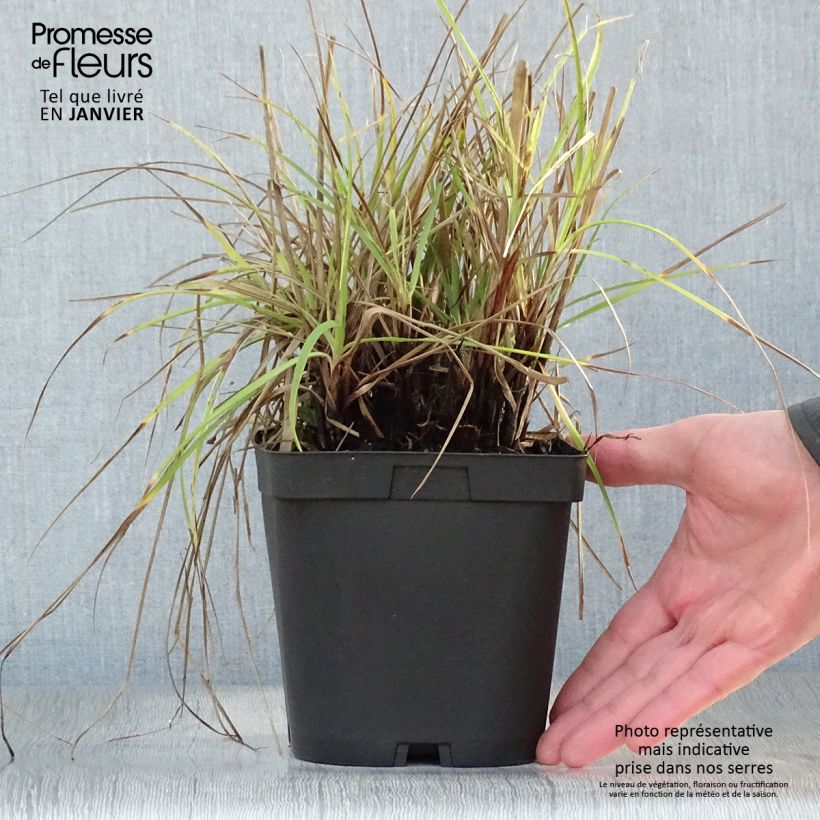 Example of Luzule blanche - Luzula nivea Pot van 2 l/3 l as you get in hiver