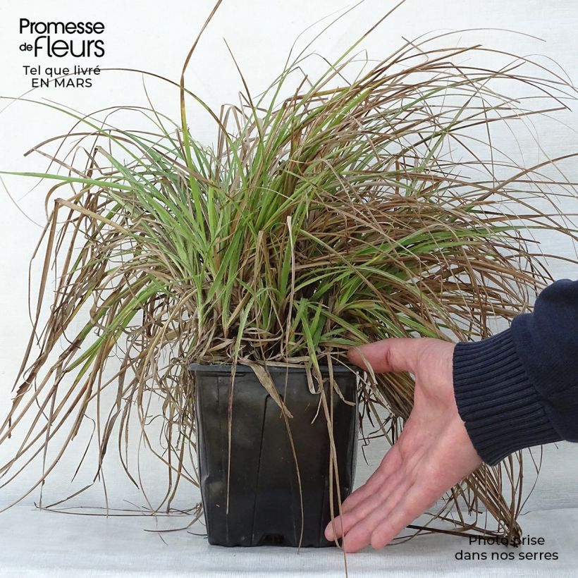 Exemplaar van Luzula nivea - Sneeuwwitte veldbies Pot van 2 l/3 l zoals geleverd in de lente