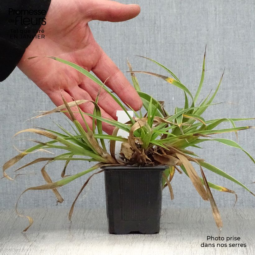 Example of Luzule des bois - Luzula sylvatica Marginata Kweekpotje van 8/9 cm as you get in hiver