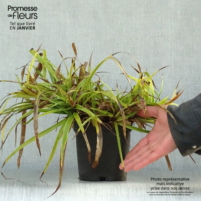 Example of Luzule des bois - Luzula sylvatica Marginata Pot van 2 l/3 l as you get in hiver