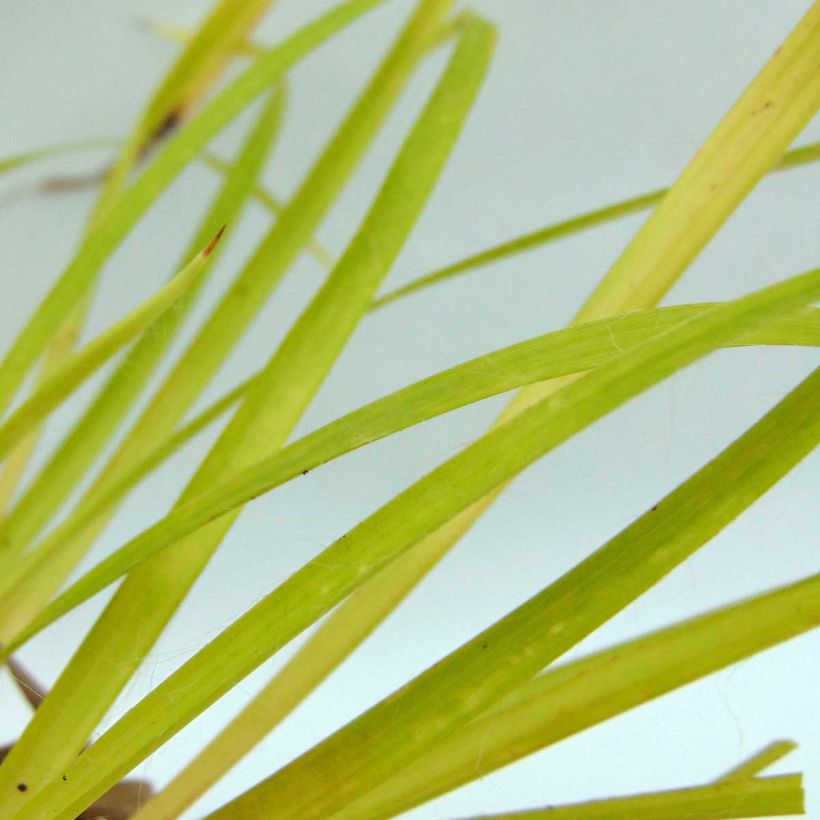 Luzula sylvatica Solar Flare - Grote veldbies (Foliage)