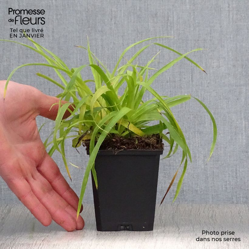 Example of Luzule des bois- Luzula sylvatica Solar Flare Kweekpotje van 8/9 cm as you get in hiver