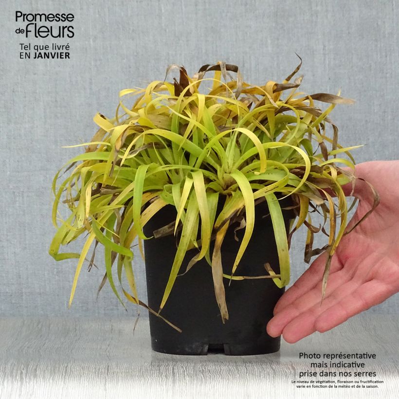 Example of Luzule des bois- Luzula sylvatica Solar Flare Pot van 2 l/3 l as you get in hiver