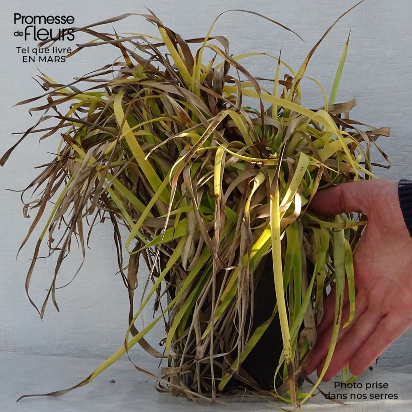Exemplaar van Luzula sylvatica Solar Flare - Grote veldbies Pot van 2 l/3 l zoals geleverd in de lente
