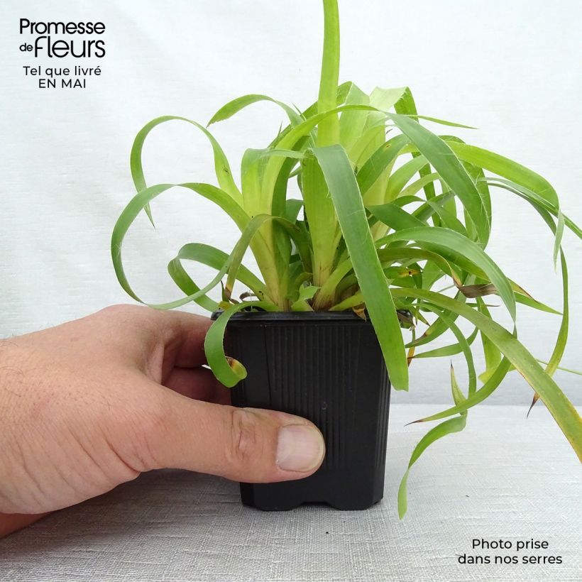 Exemplaar van Luzula sylvatica Solar Flare - Grote veldbies Kweekpotje van 8/9 cm zoals geleverd in de lente