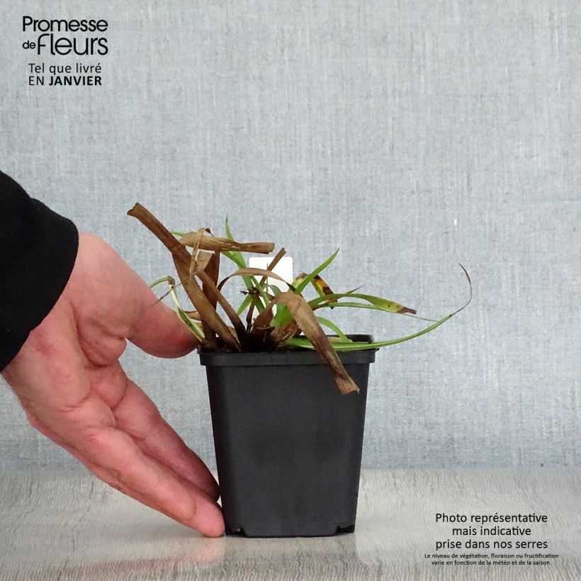 Example of Luzule des bois - Luzula sylvatica Surprise Kweekpotje van 8/9 cm as you get in hiver