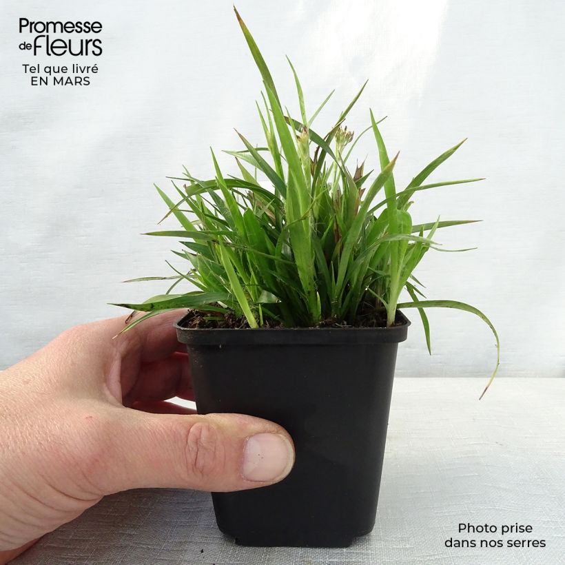 Exemplaar van Luzula pilosa - Ruige veldbies Kweekpotje van 8/9 cm zoals geleverd in de lente