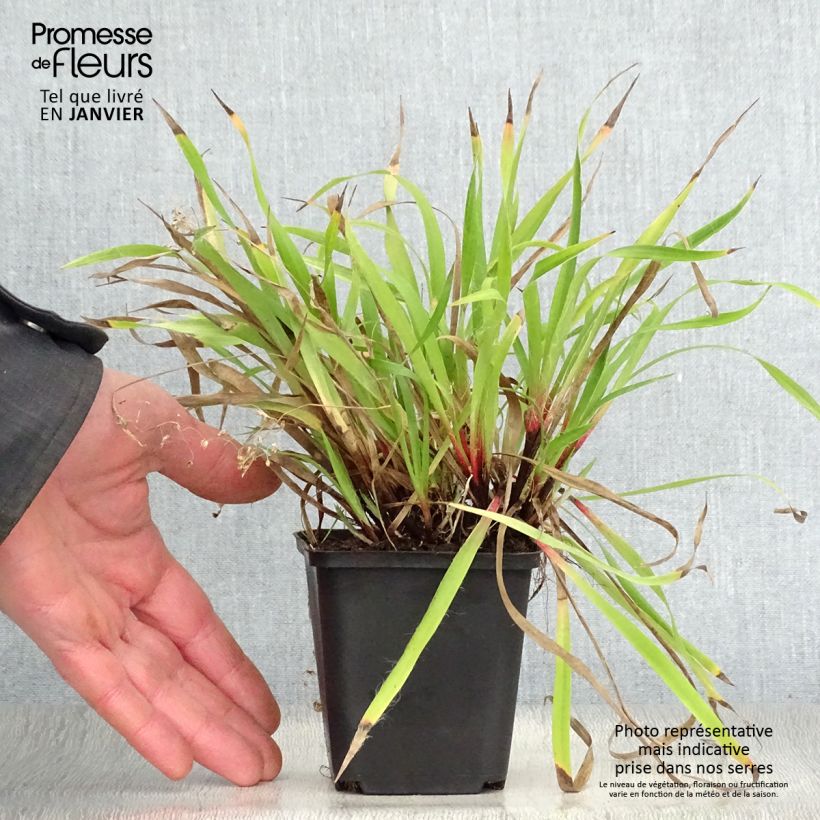 Example of Luzule printanière - Luzula pilosa Kweekpotje van 8/9 cm as you get in hiver