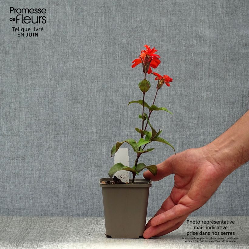 Exemplaar van Lychnis arkwrightii Vesuvius - Koekoeksbloem Kweekpotje van 8/9 cm zoals geleverd in de zomer