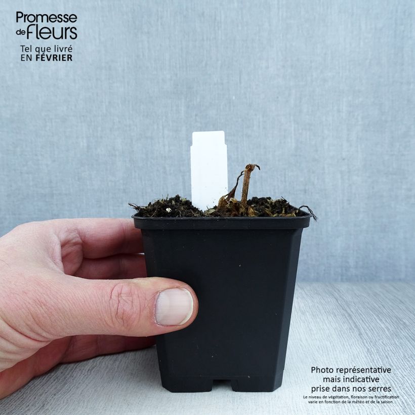 Example of Lychnis Arkwrightii Vesuvius Kweekpotje van 8/9 cm as you get in hiver