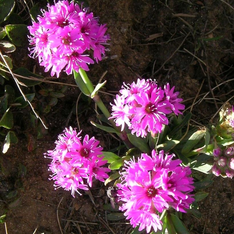 Lychnis alpina - Alpenpekanjer (Flowering)