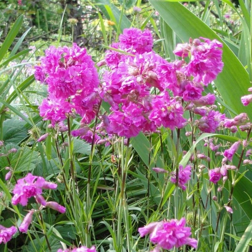 Lychnis alpina Rosea - Alpenpekanjer (Flowering)