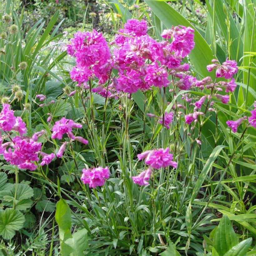 Lychnis alpina Rosea - Alpenpekanjer (Plant habit)