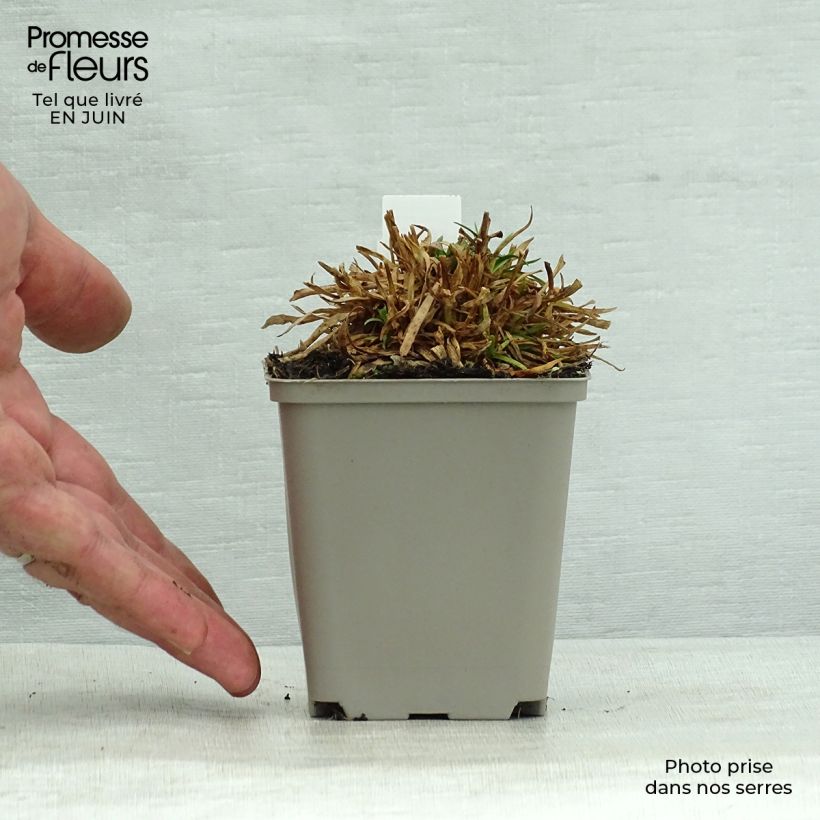 Exemplaar van Lychnis alpina Rosea - Alpenpekanjer Kweekpotje van 8/9 cm zoals geleverd in de zomer