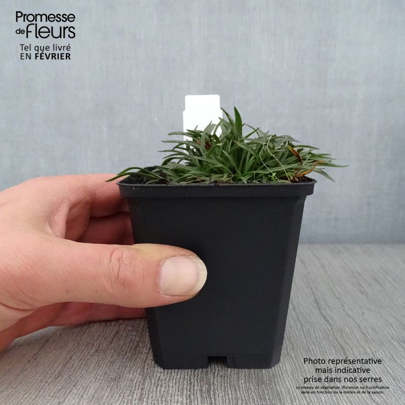 Example of Lychnis alpina Rosea- Lychnis des Alpes Rosea - Silene suecica - Viscaria alpina Kweekpotje van 8/9 cm as you get in hiver