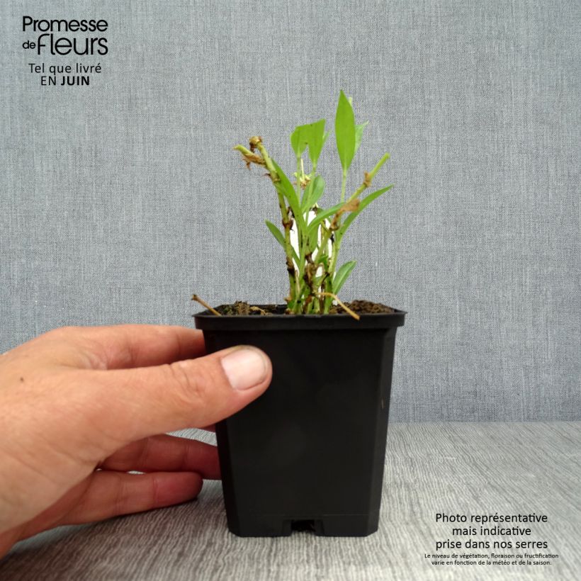 Exemplaar van Lychnis chalcedonica Alba - Brandende liefde Kweekpotje van 8/9 cm zoals geleverd in de zomer