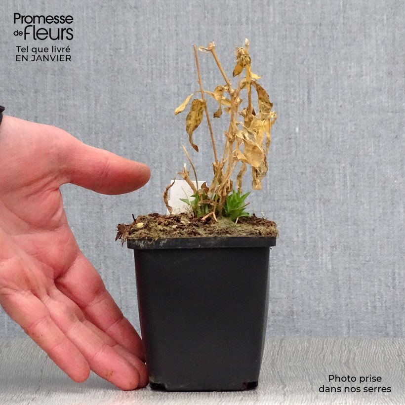 Example of Lychnis chalcedonica Alba - Croix de Jérusalem blanche Kweekpotje van 8/9 cm as you get in hiver