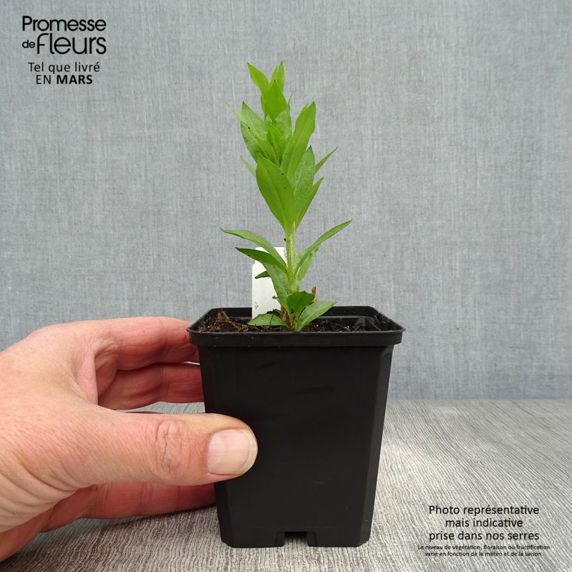 Exemplaar van Lychnis chalcedonica Alba - Brandende liefde Kweekpotje van 8/9 cm zoals geleverd in de lente