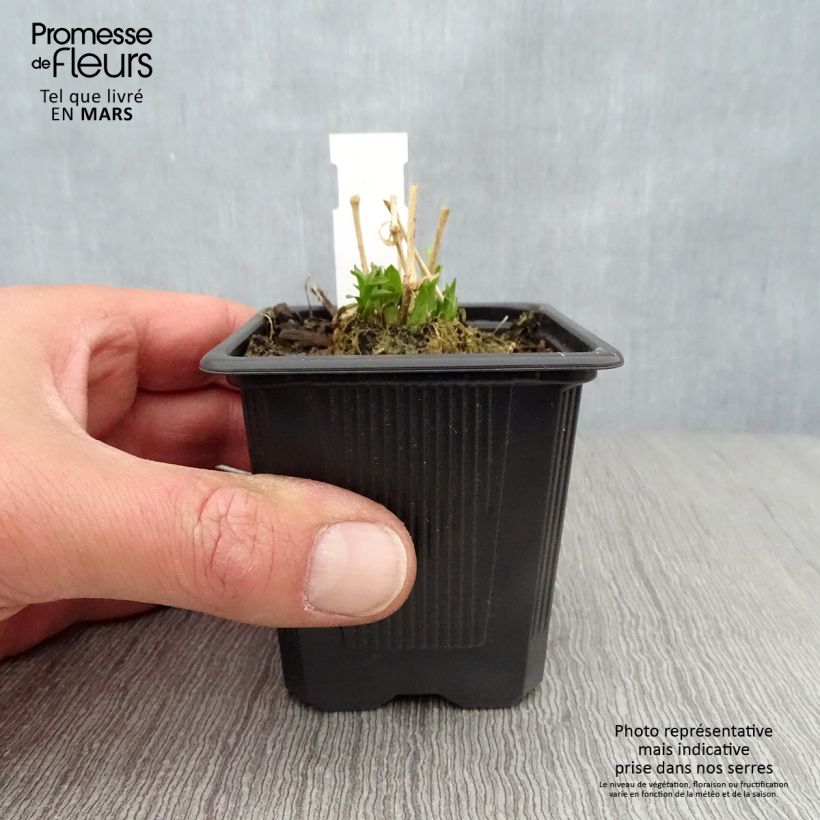 Exemplaar van Lychnis chalcedonica Croix de Malte - Brandende liefde Kweekpotje van 8/9 cm zoals geleverd in de lente