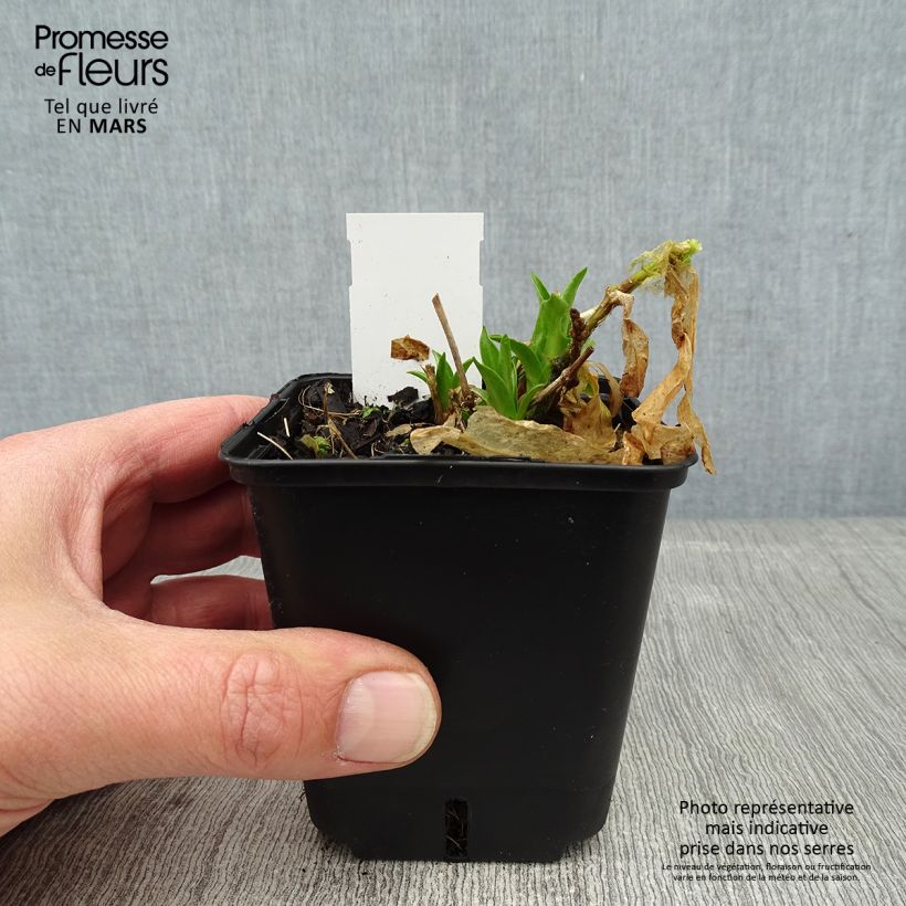 Example of Lychnis chalcedonica Croix de Malte - Brandende liefde Kweekpotje van 8/9 cm as you get in hiver