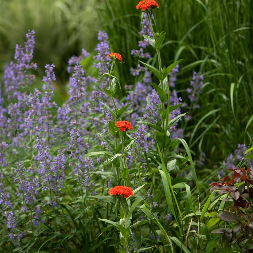Lychnis chalcedonica Croix de Malte - Brandende liefde (Groeiplaats)