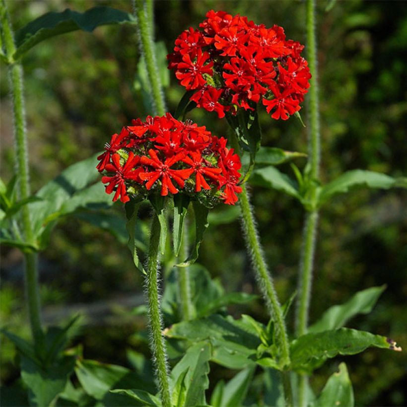 Lychnis chalcedonica Croix de Malte - Brandende liefde (Flowering)