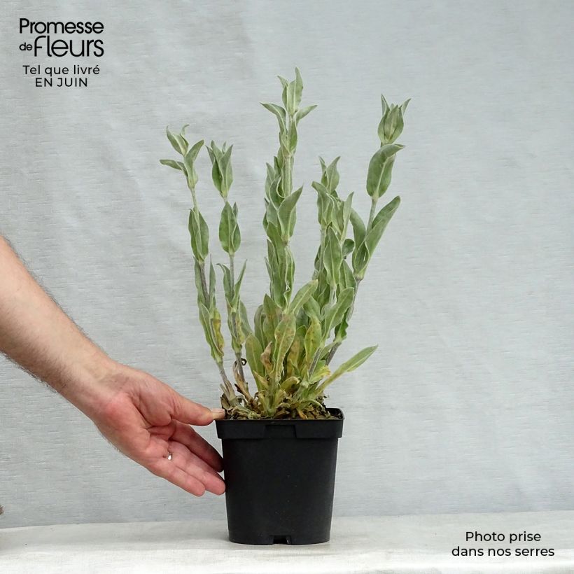 Exemplaar van Lychnis coronaria Alba - Prikneus Pot van 2 l/3 l zoals geleverd in de zomer