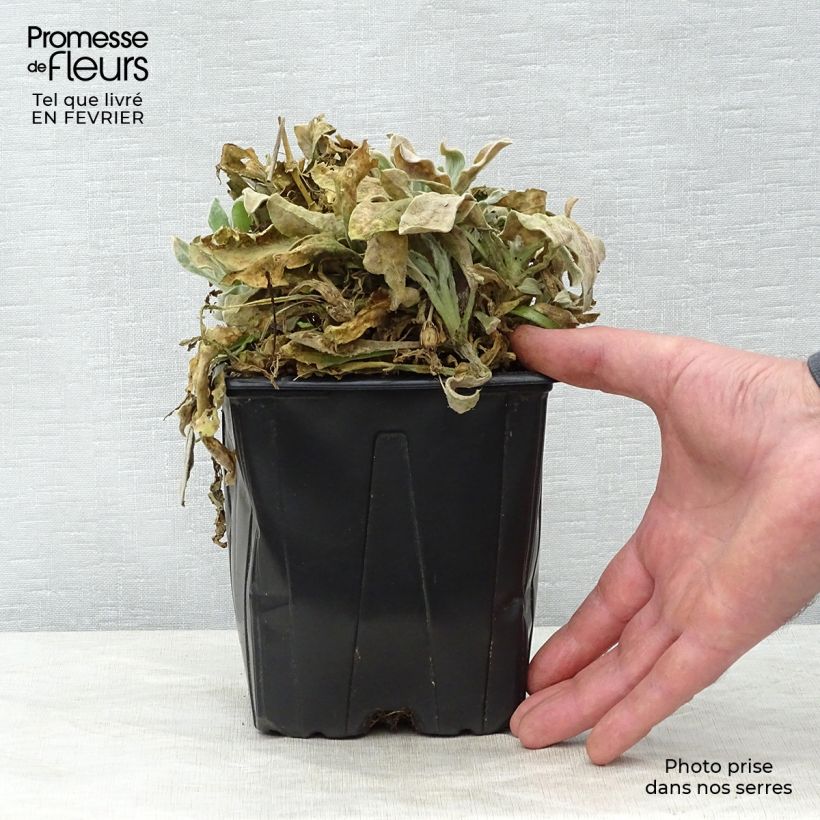 Example of Lychnis coronaria Alba - Prikneus Pot van 2 l/3 l as you get in hiver