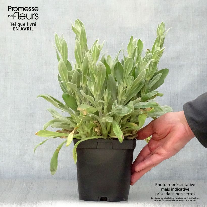 Exemplaar van Lychnis coronaria Alba - Prikneus Pot van 2 l/3 l zoals geleverd in de lente