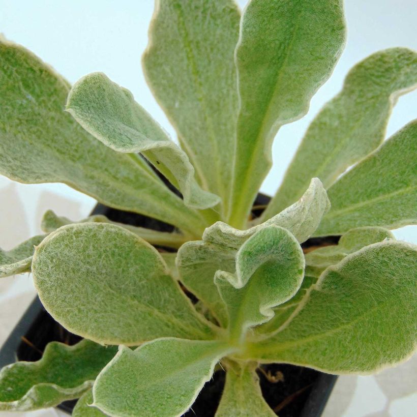 Lychnis coronaria Angels Blush - Prikneus (Foliage)