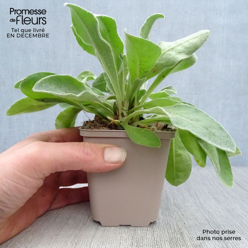 Example of Lychnis coronaria Angel's Blush (Oculata) Kweekpotje van 8/9 cm as you get in hiver